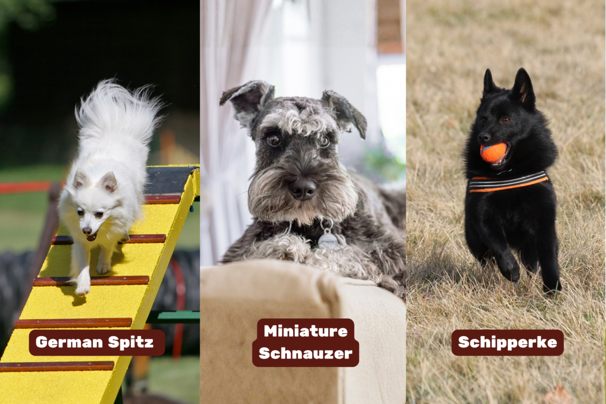 german spitz miniature schnauzer schipperke