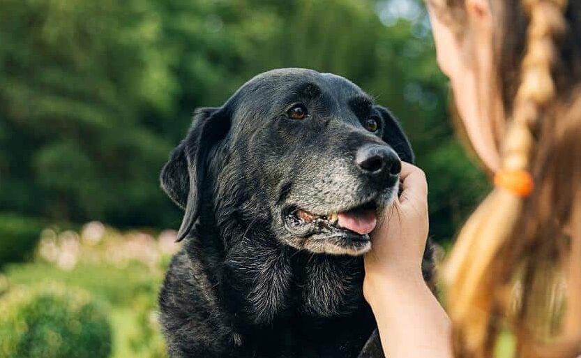Girl with her senior black labrador