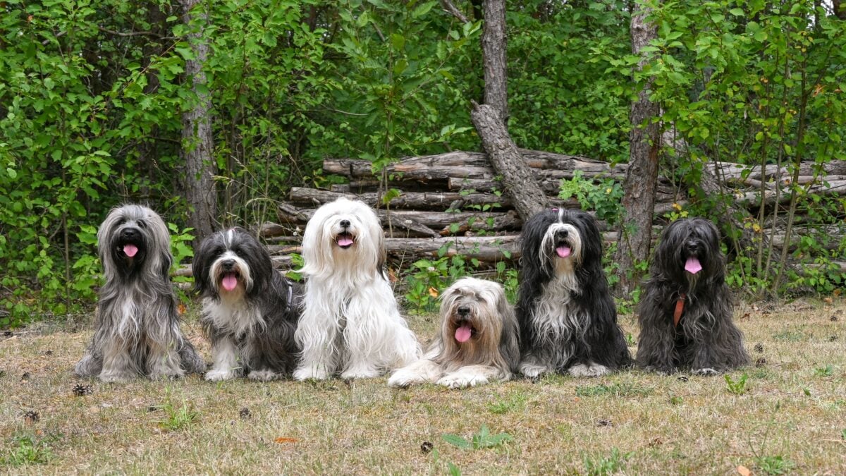 Group of Tibetan Terriers in a forest setting.