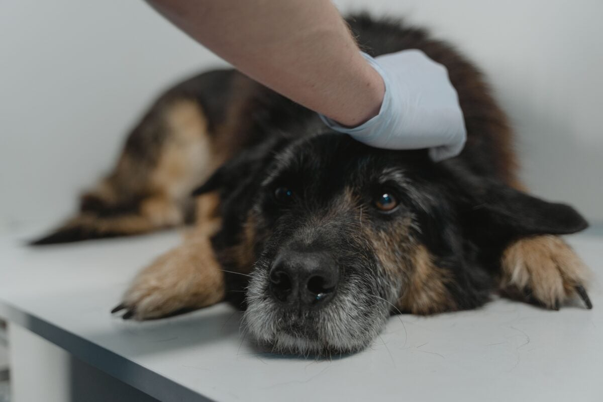Hand wearing latex gloves holding the black dog lying on a surface