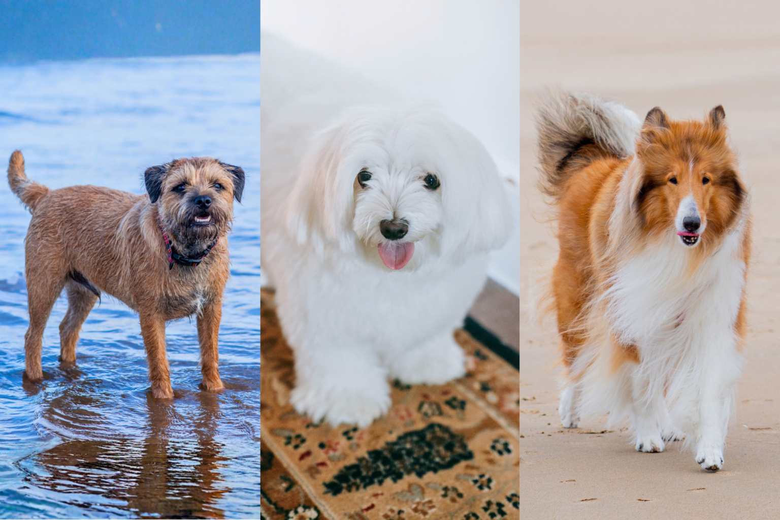 20 Healthiest Dog Breeds For Seniors: Finding Your Perfect Companion ...