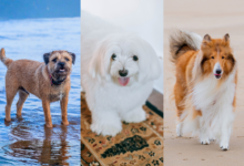Healthiest dog breeds for seniors.