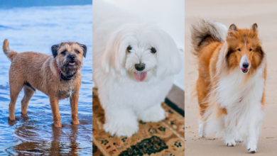 Healthiest dog breeds for seniors.