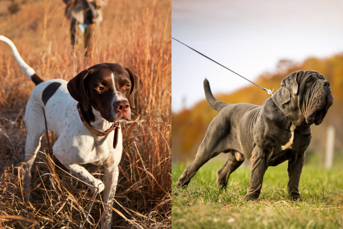 hunting dog vs guard dog