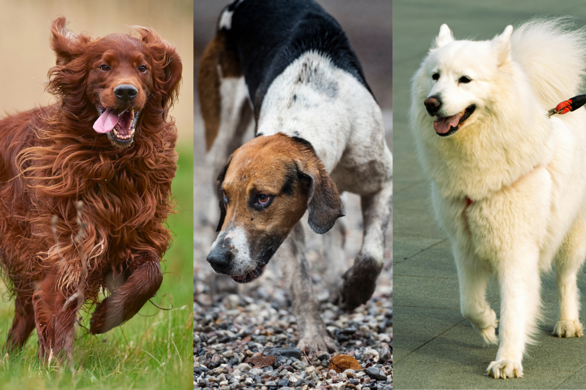 Irish Setter, Foxhound and Samoyed dogs.