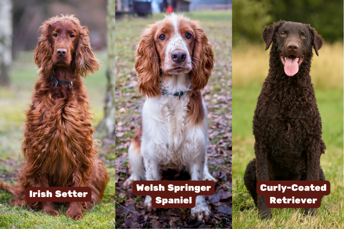 irish setter welsh springer spaniel curly coated retriever