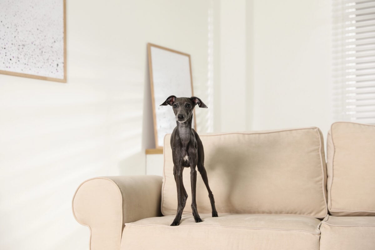 Italian Greyhound dog on sofa at home.