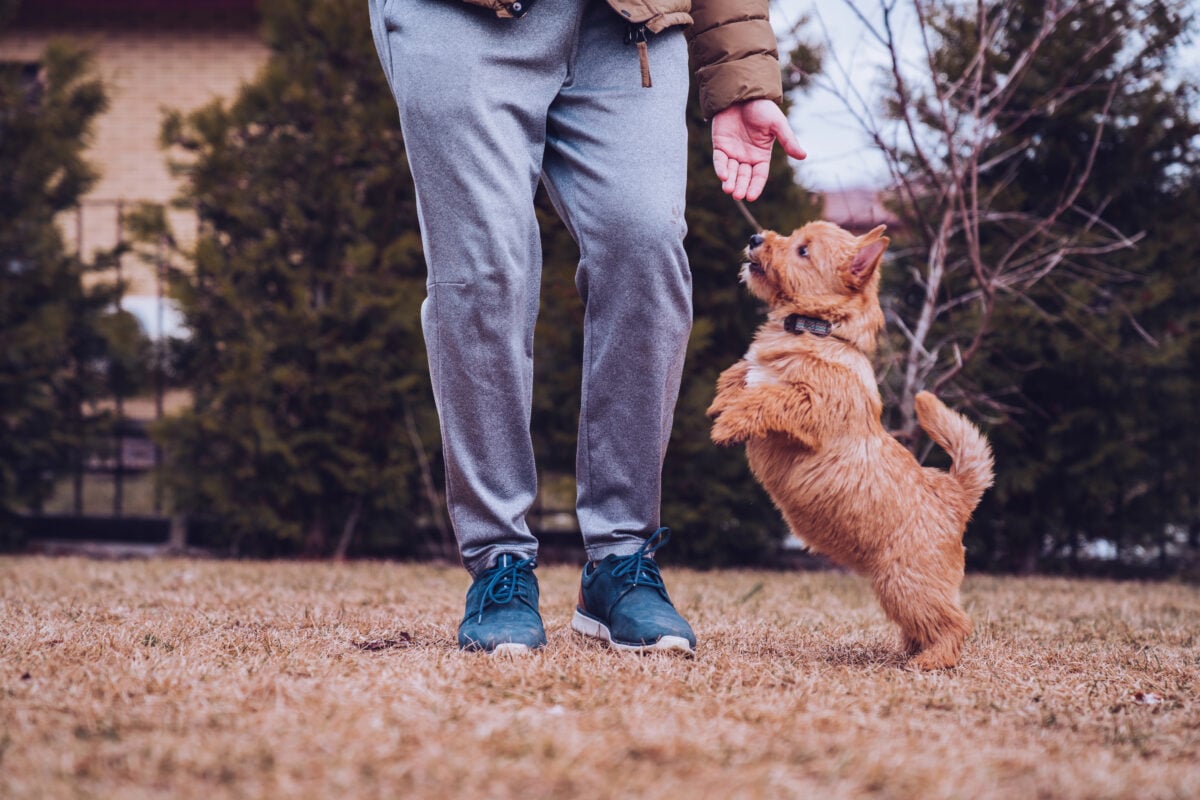 Man gives treat to his Norwich Terrier dog while walking in the country.