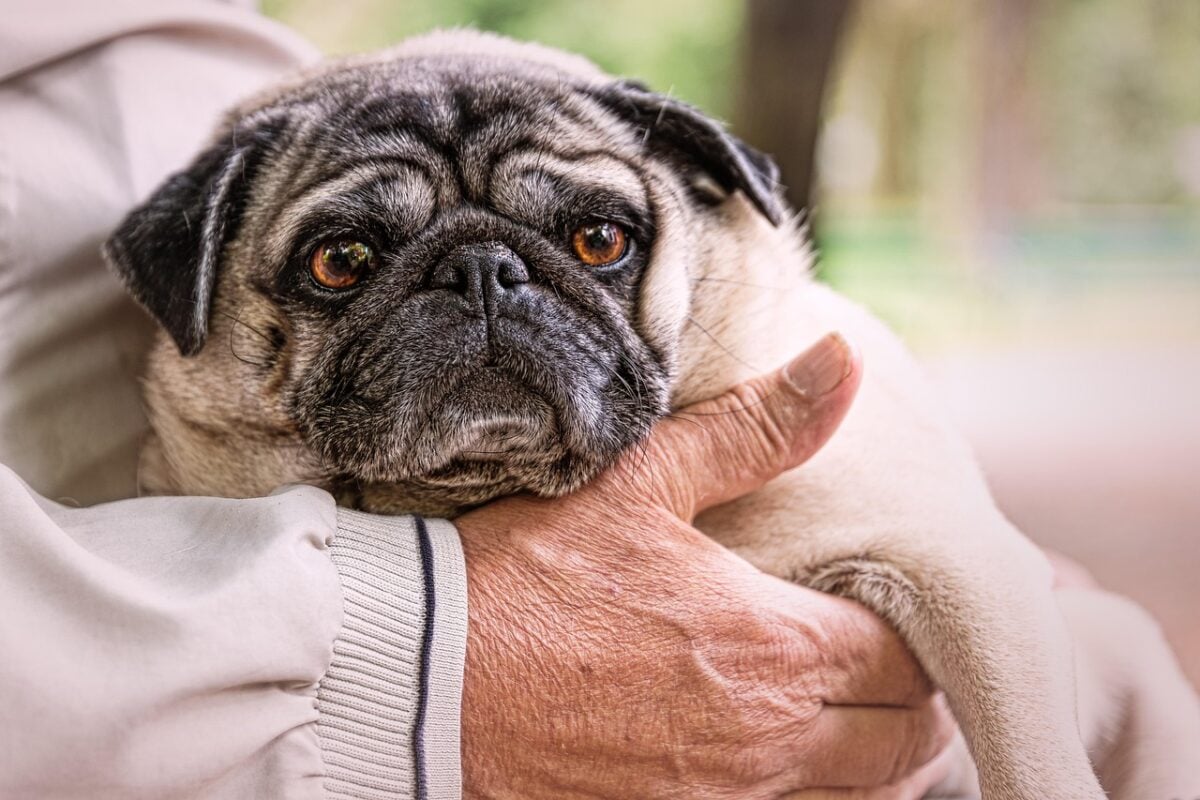 old man, pug, park, dog, animal, pet, character