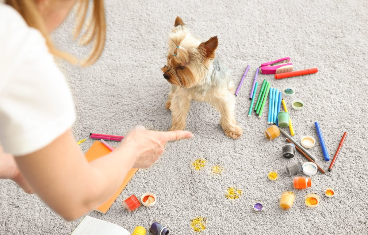 Owner scolding naughty dog for carpet messing up with paints
