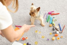 Owner scolding naughty dog for carpet messing up with paints