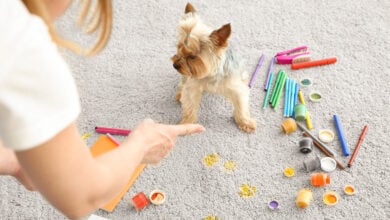 Owner scolding naughty dog for carpet messing up with paints