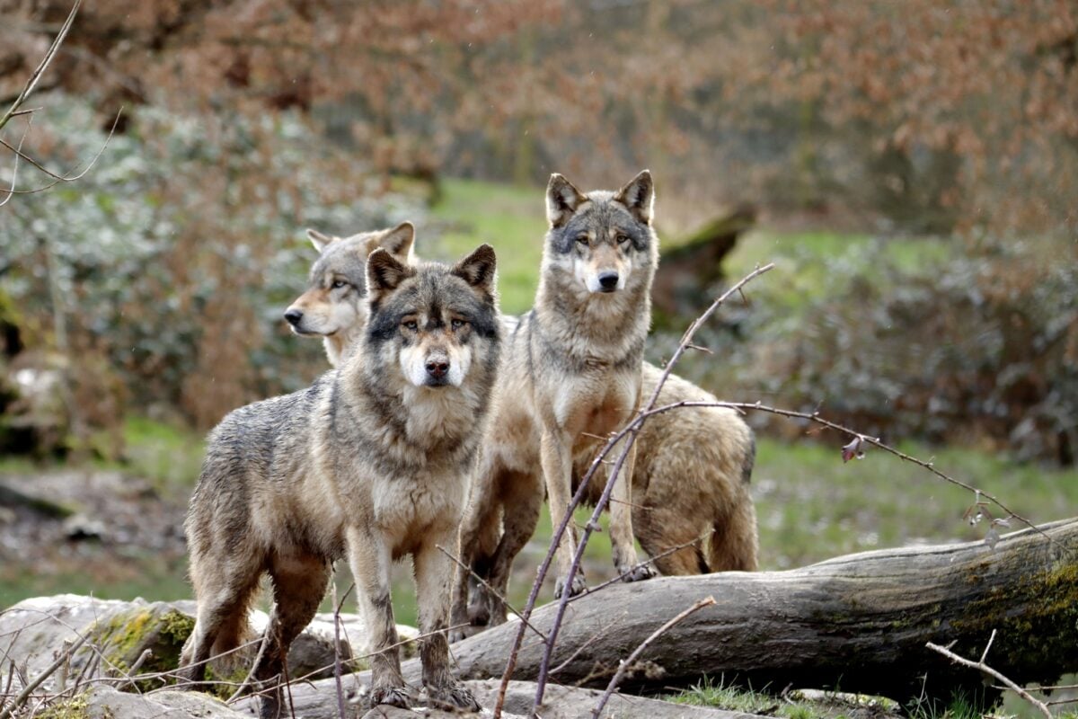 Pack of wolves on a rainy day
