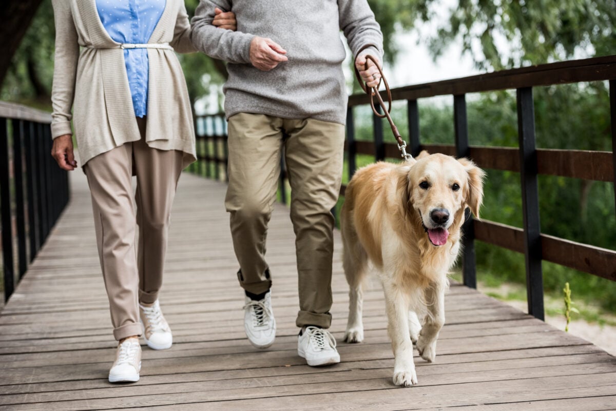 Partial view of senior couple walking with golden retriever dog across wooden bridge in park.