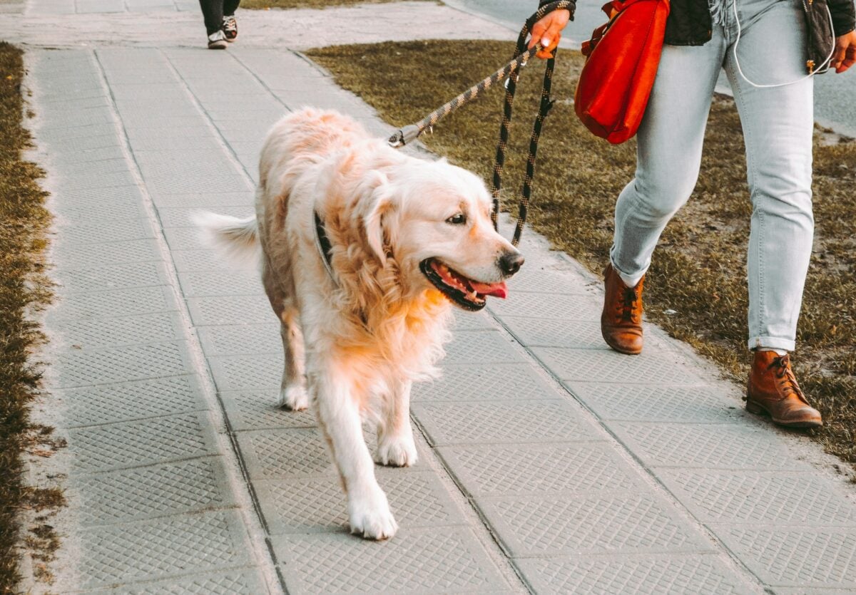 senior dog on a walk