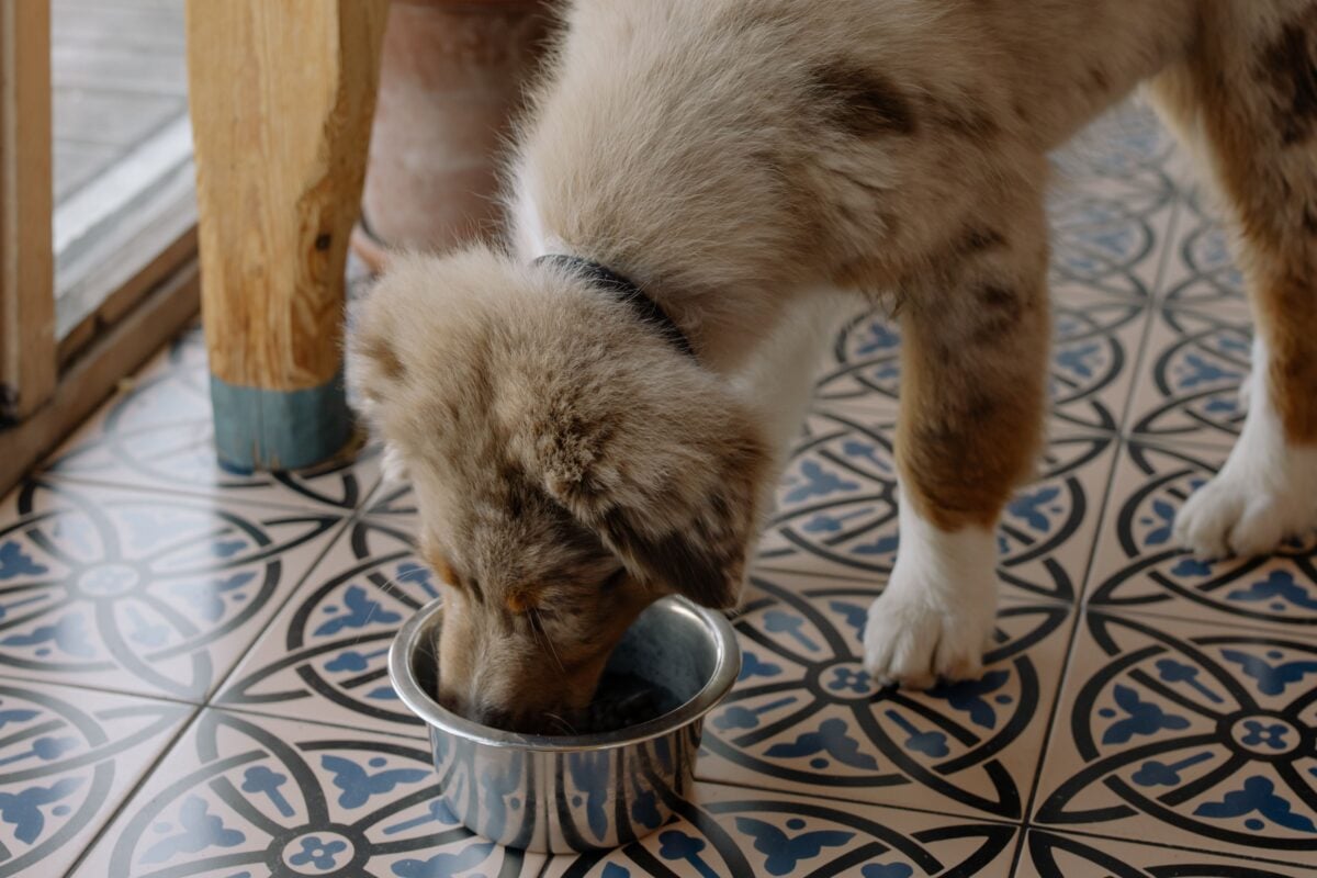 brown dog drinking from a water bowl inside.