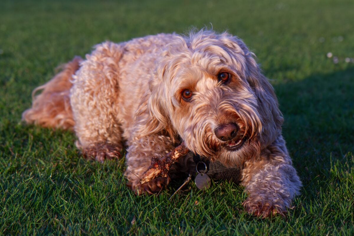 Playful labradoodle chewing a stick outdoors