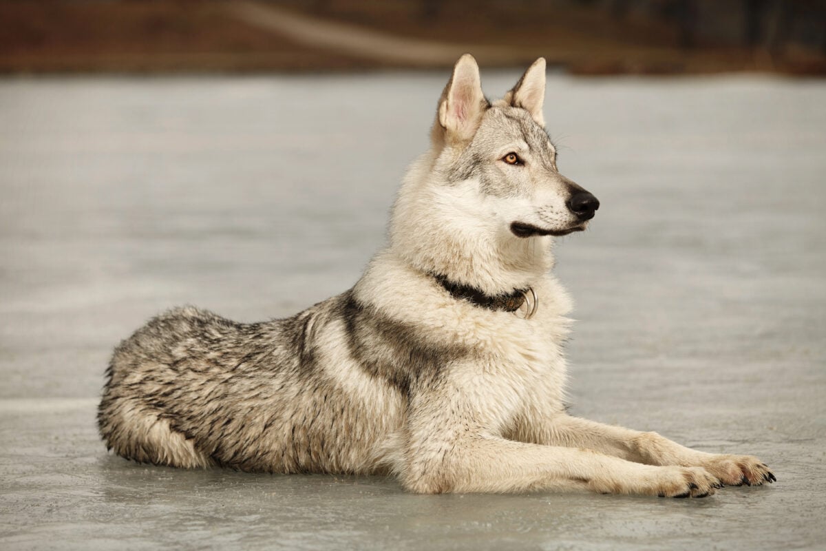 Portrait of clever young wofdog male on frozen lake
