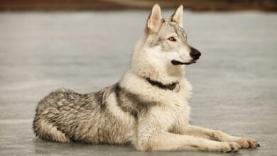 Portrait of clever young wofdog male on frozen lake