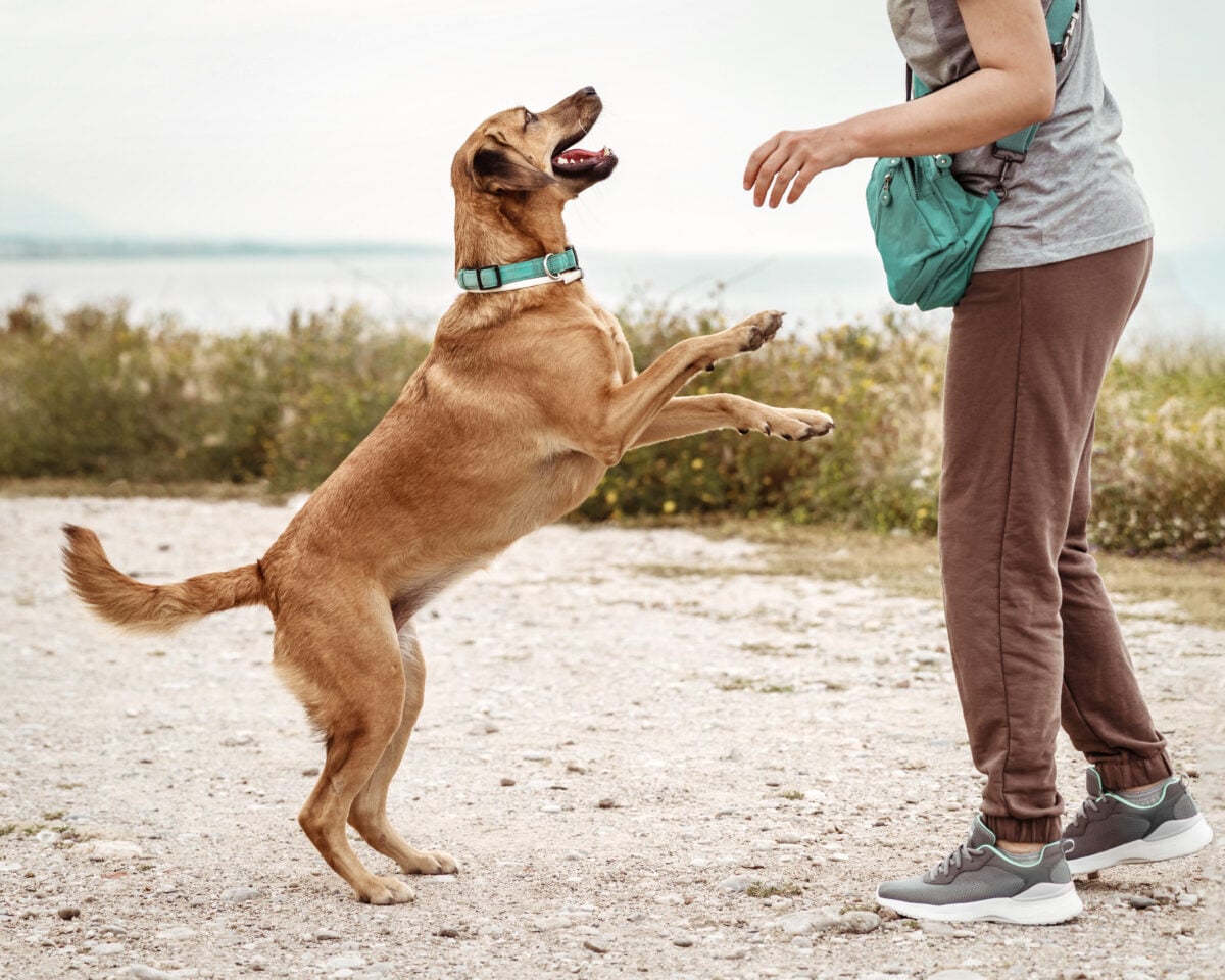 Portrait of cute outbred happy jumping dog jumping and playing with its owner on sea coast outside.