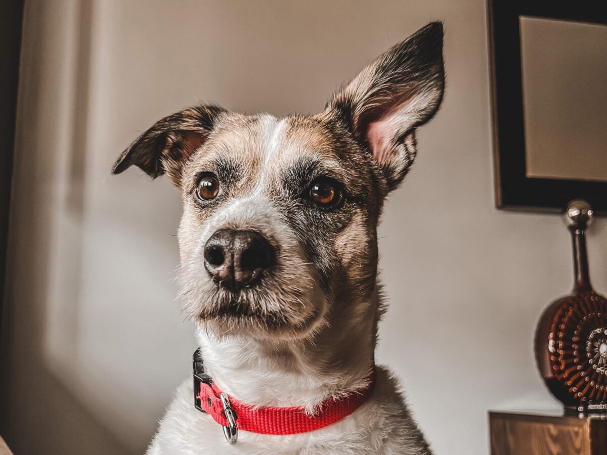 Dog listening with one ear raised.
