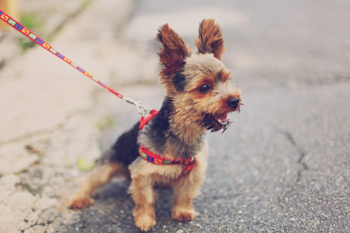 Yorkie scared on a walk.