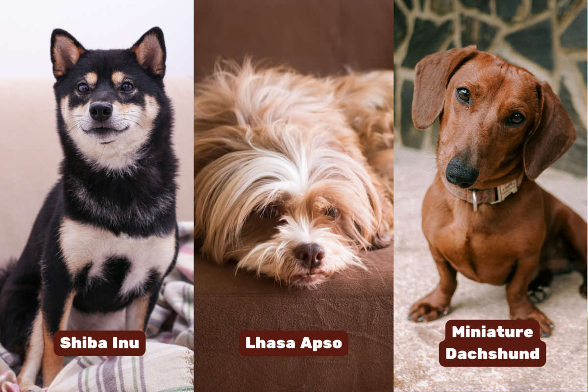 shiba inu lhasa apso and miniature dachshund