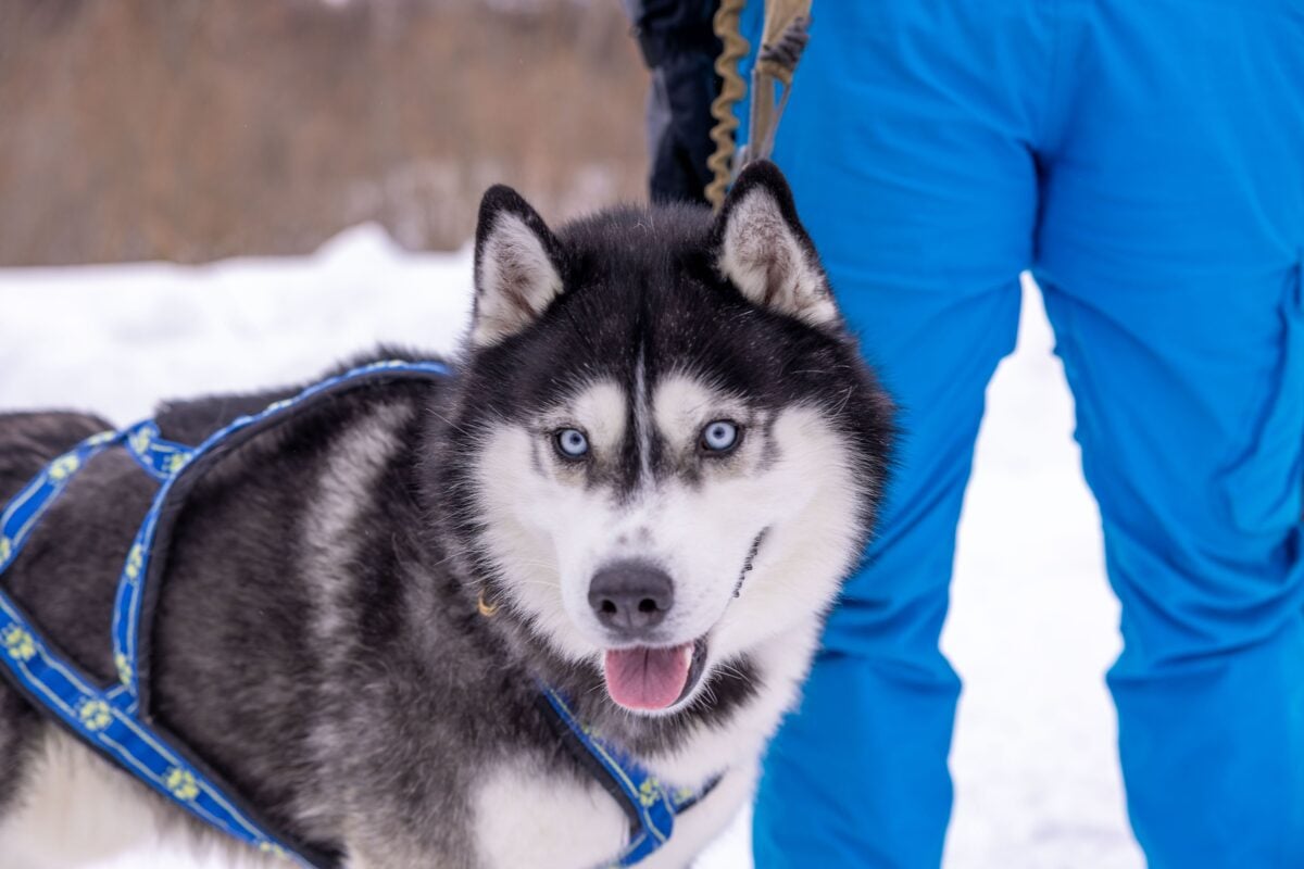 Siberian husky with owner in winter snow