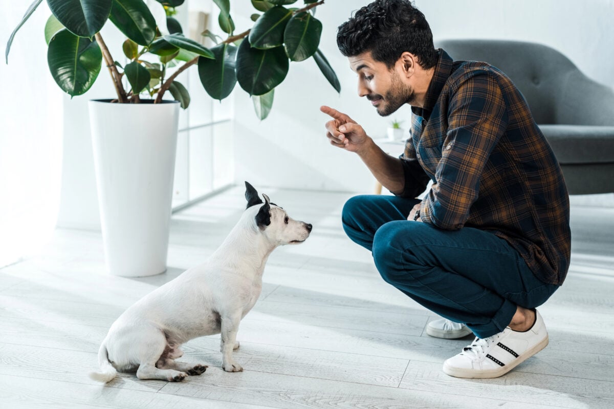 side view of handsome bi-racial man training jack russell terrier