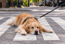 Stubborn golden retriever on crosswalk.