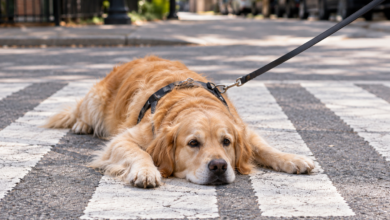 Stubborn golden retriever on crosswalk.