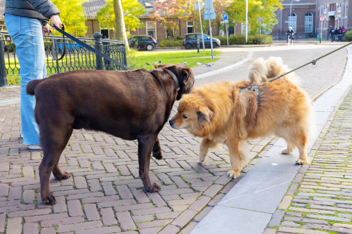 two dogs, an Elo and a Labrador, meet in the city and sniff each other