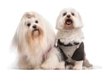 Two Maltese dogs with different haircuts