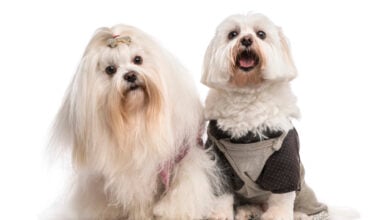Two Maltese dogs with different haircuts