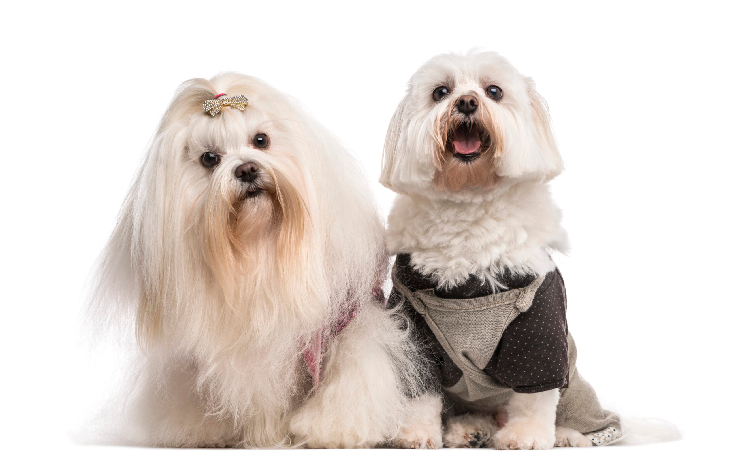 Two Maltese dogs with different haircuts