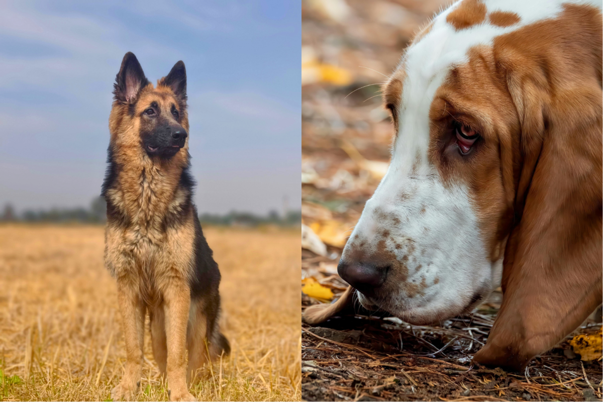 upright vs floppy ears