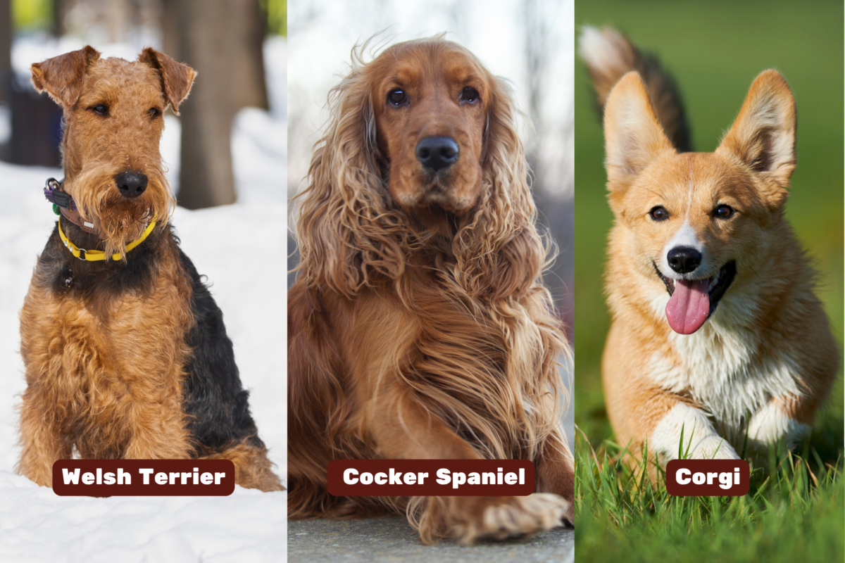 welsh terrier cocker spaniel corgi