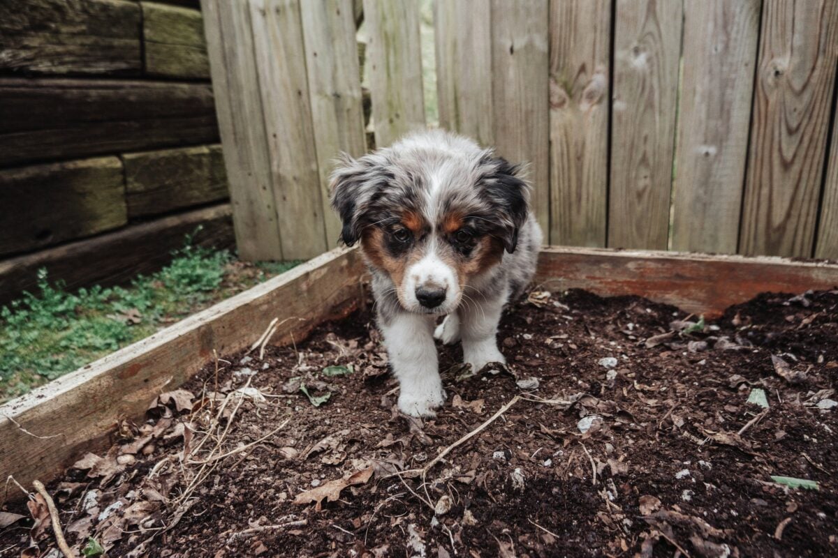 dog digging in designated area