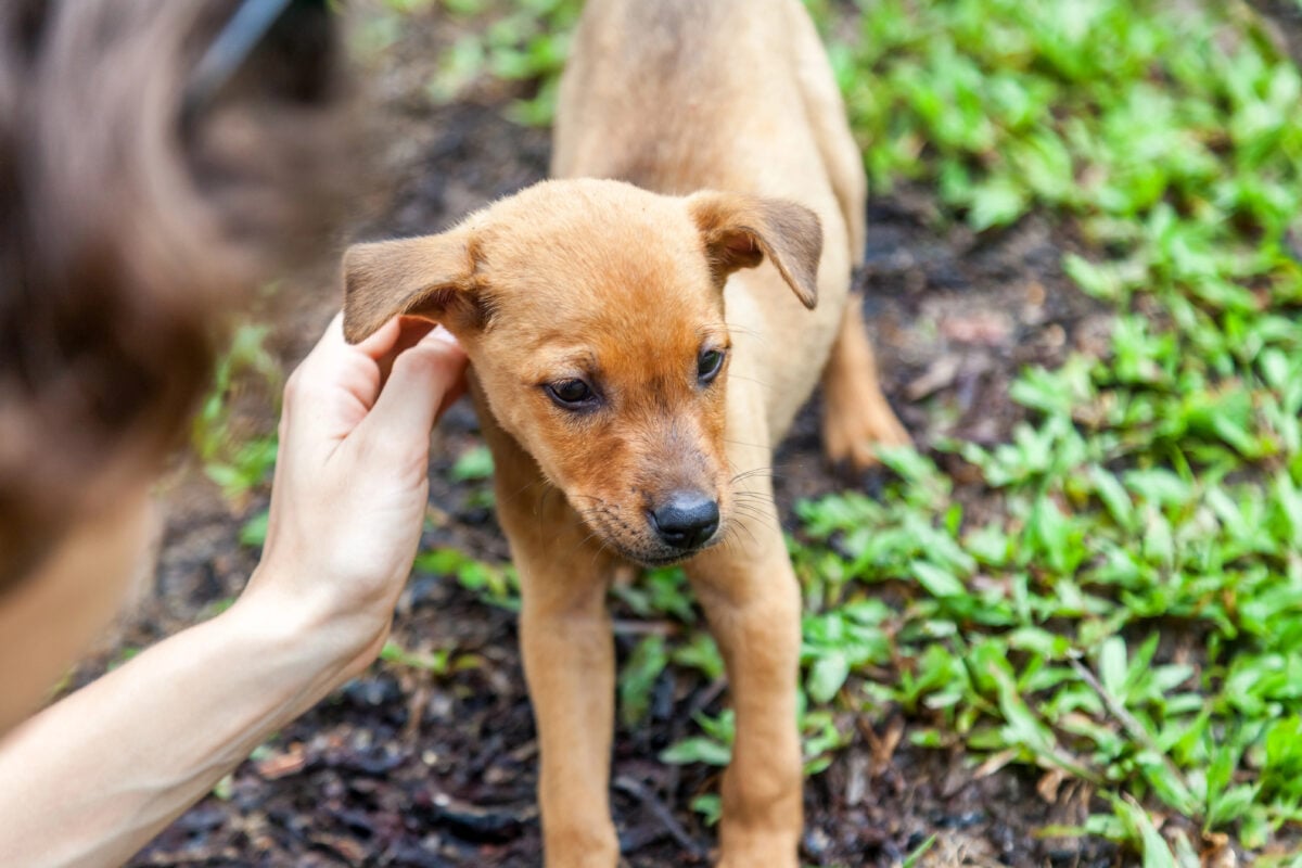 woman petting a cute puppy on the grass. Love for pets