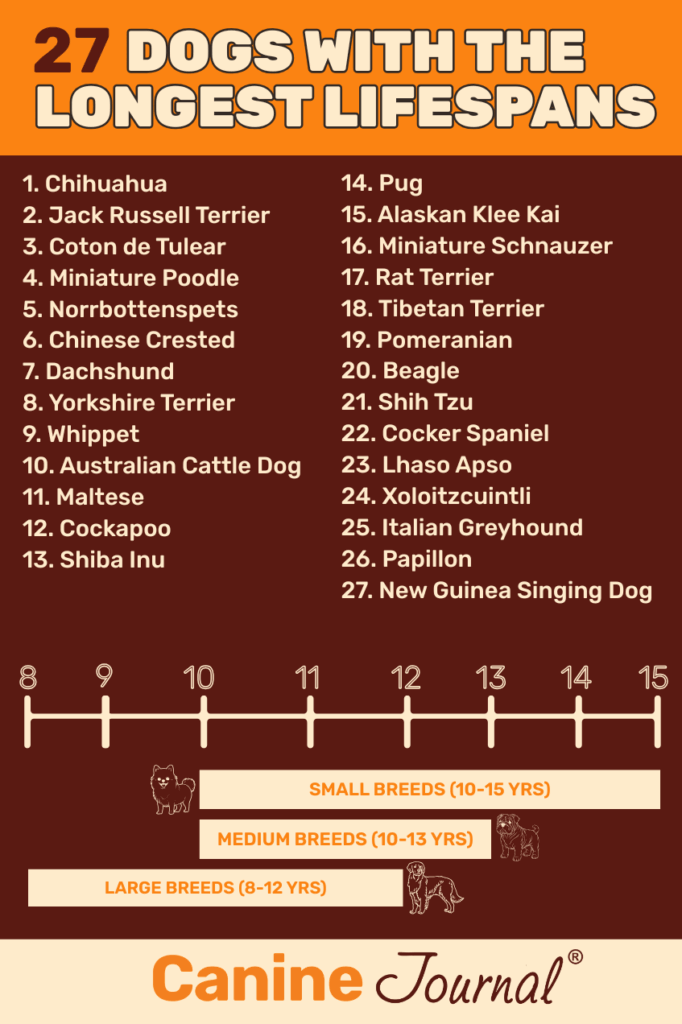 27 Dogs with the longest lifespans