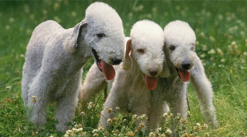 3 Bedlington Terriers outside in the grass