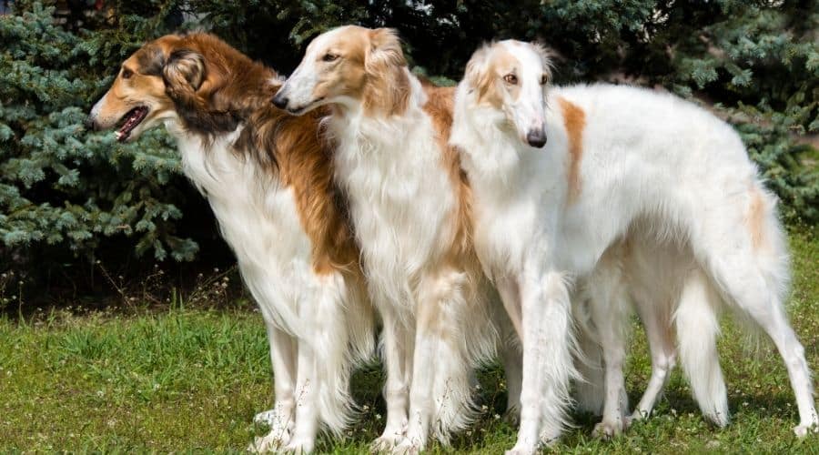 3 dogs standing on grass