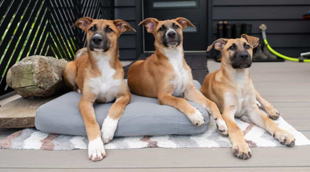3 Fawn and White Color Shorthaired Black Mouth Cur Puppies Relaxing Outside on dog bed
