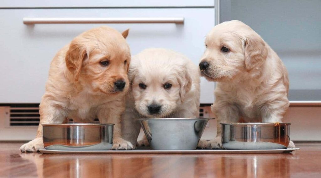3 Golden Retriever puppies eating out of bowls on the ground in kitchen