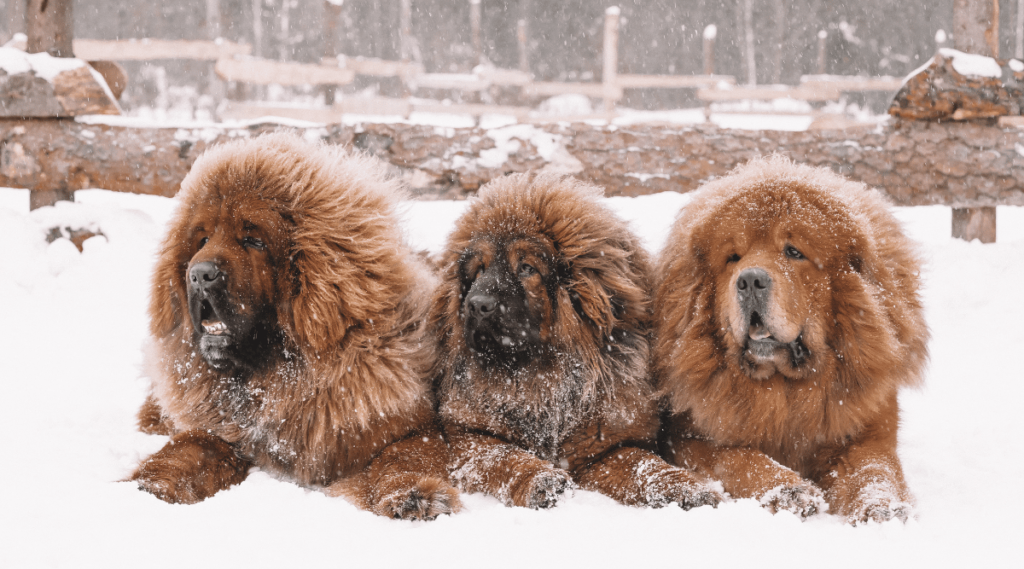 3 Tibetan mastiffs in the winter forest sitting in snow