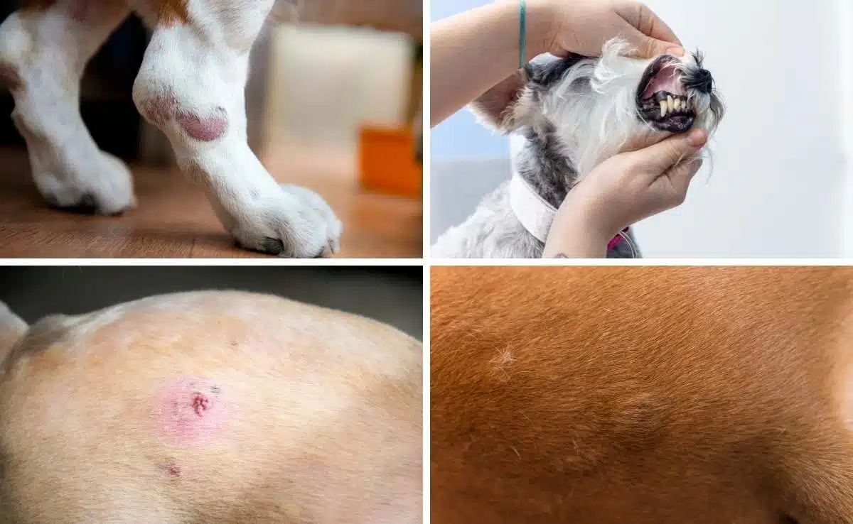 Dog Skin Cancer: 4 Common Types, Causes, Signs, Treatment & More Dog Skin Cancer: 4 Common Types, Causes, Signs, Treatment & More