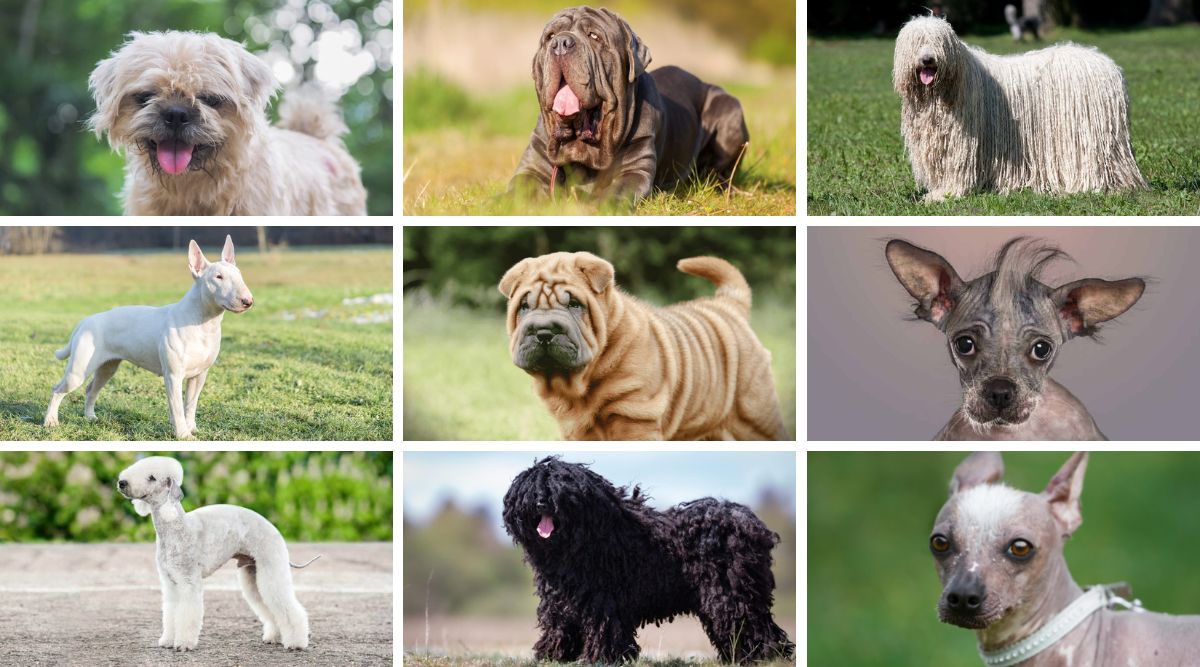 9 ugly dog breeds