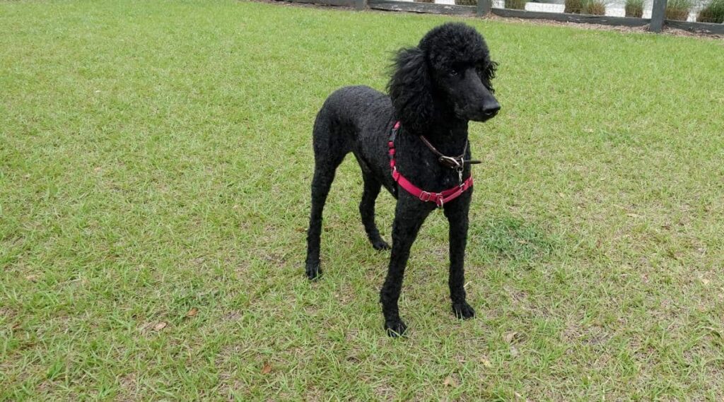 A black purebred standard poodle in a neighborhood dog park wearing a harness