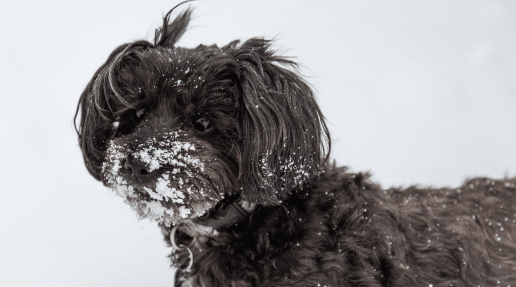 A black snow covered Yorkipoo puppy enjoying a snow storm in the middle of winter