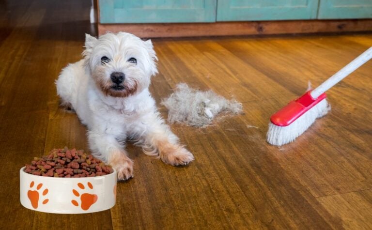 Dog Moulting and Shedding: Caring For Your Dog's Coat - ProDog Raw